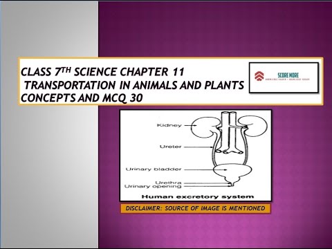 Class 7 SCIENCE Chapter 11 Transportation in Animals and Plants ...