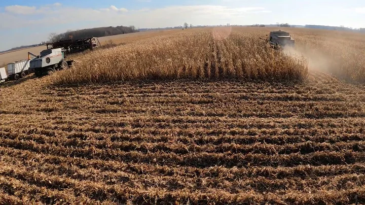 2020 Corn Harvesting - Chasing Grey - Gleaners S-67 & R-62 - Monroe County - Michigan - 5K