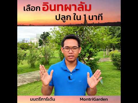 เลือกอินทผลัม