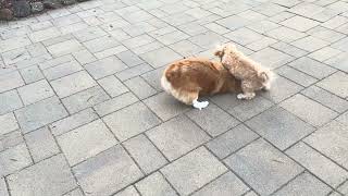 Corgi and Maltipoo fun!