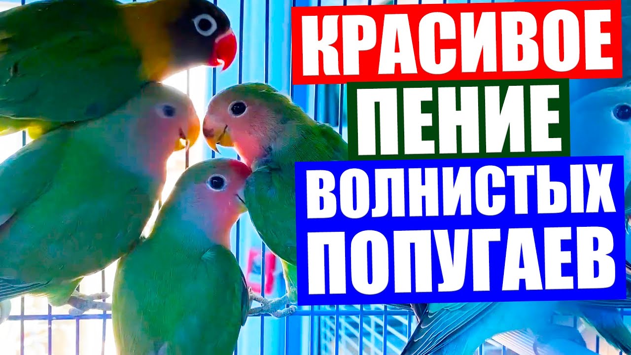 попугай фортепьяно. песня кудряшка. пение волнистых попугайчиков. волнистый попугайчик кеша. певчий и волнистый попугай.