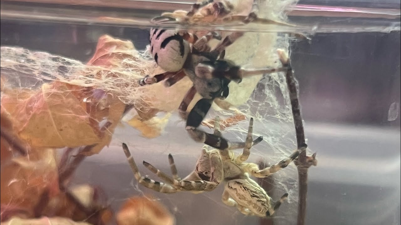 Stegodyphus dufouri mating! 🕷️velvet spiders 