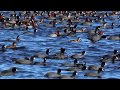 Coots and ducks at Gulf State Park - Alabama