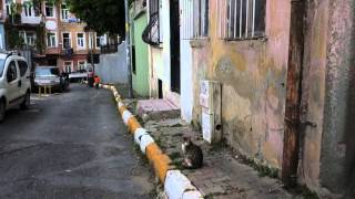 Istanbul cats on the way back to my crib