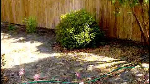 Paul's back yard in FL HPIM0330