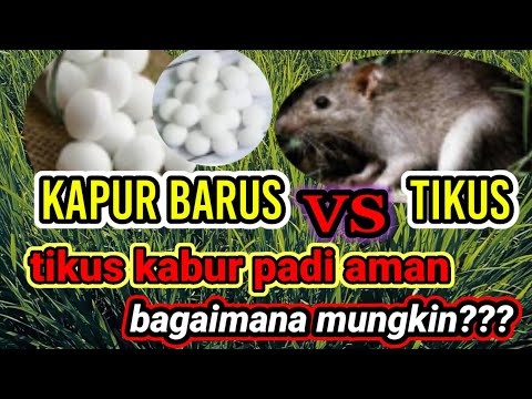 Cara ampuh mengusir tikus sawah|| padi aman hanya dengan kapur BARUS..