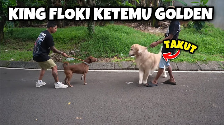 FLOKI NGAMUK KETEMU GOLDEN DI PONDOK INDAH ‼️