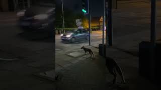 Street-Smart Fox Waits For Green Light at Crosswalk