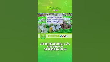Xoài cát Hòa Lộc tăng 1.5 lần, nông dân có lãi sau chuỗi ngày rớt giá #giaxoai #giáxoàihômnay