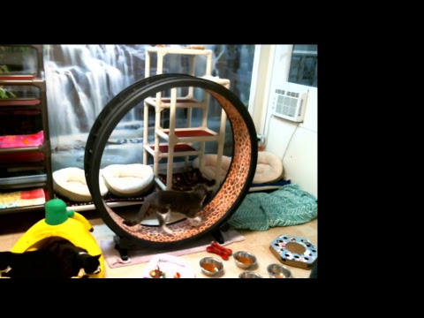 special needs animal rescue Blind Cat Rescue & Sanctuary, Inc Live Stream