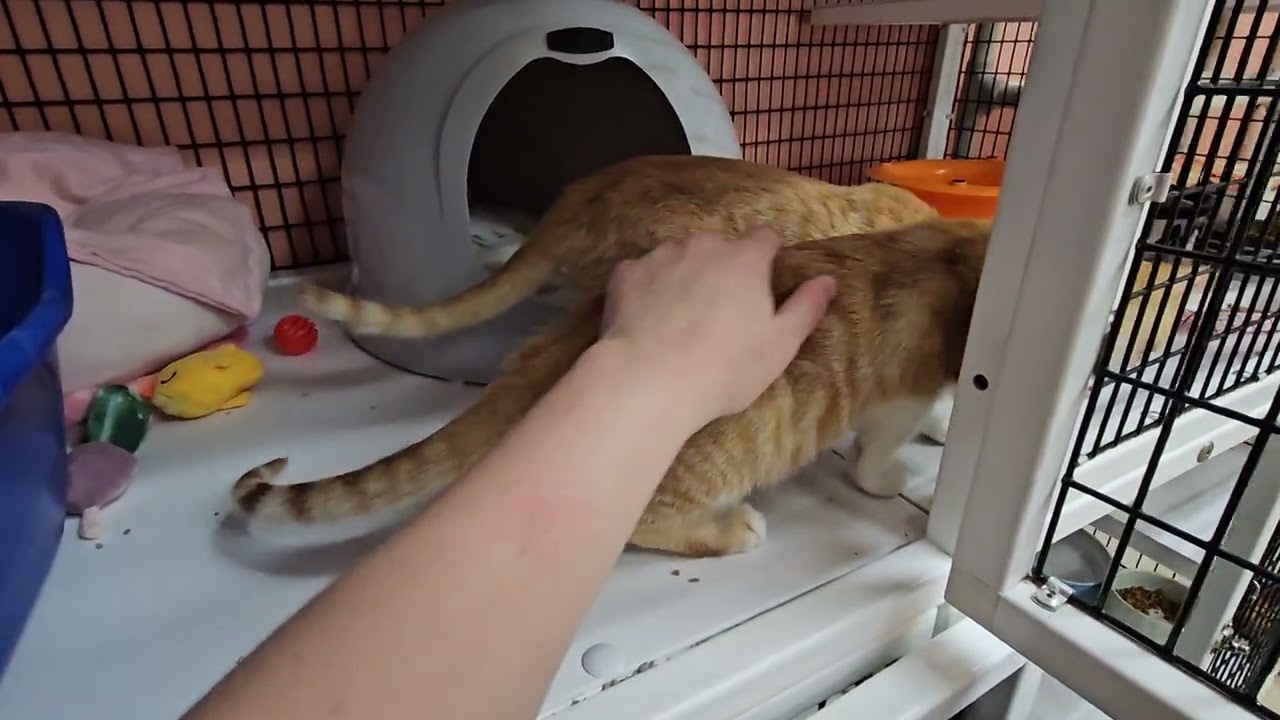 Shelter Kittens Jared & Jordan Team Up to Make Daring Escape Attempt! [REAL]