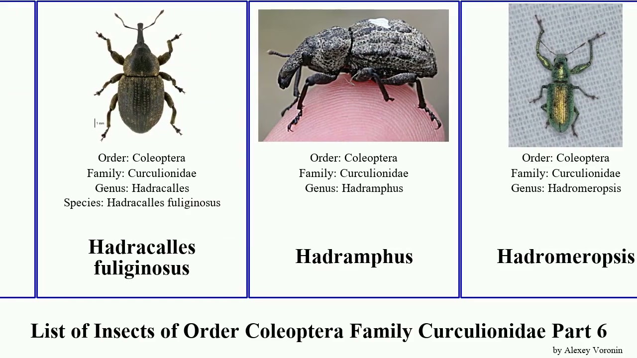 List of Insects of Order Coleoptera Family Curculionidae Part 6 weevil gromilus hylobius gymnetron