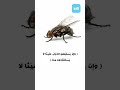 معجزة الذباب في القرآن معلومات يجب أن تعرفها معجزه معجزات قرآن القرآن الكريم طب طبيب 