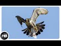 Самые Быстрые Птицы на Планете
