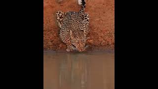 Thirsty Leopard ♥️🐆