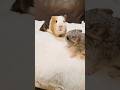 チンチラ赤ちゃん、モルモットに出会ってびっくり