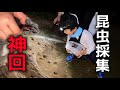 【夏休み】博士とカブトムシ&クワガタ昆虫採集したら…レア個体捕まえた‼️