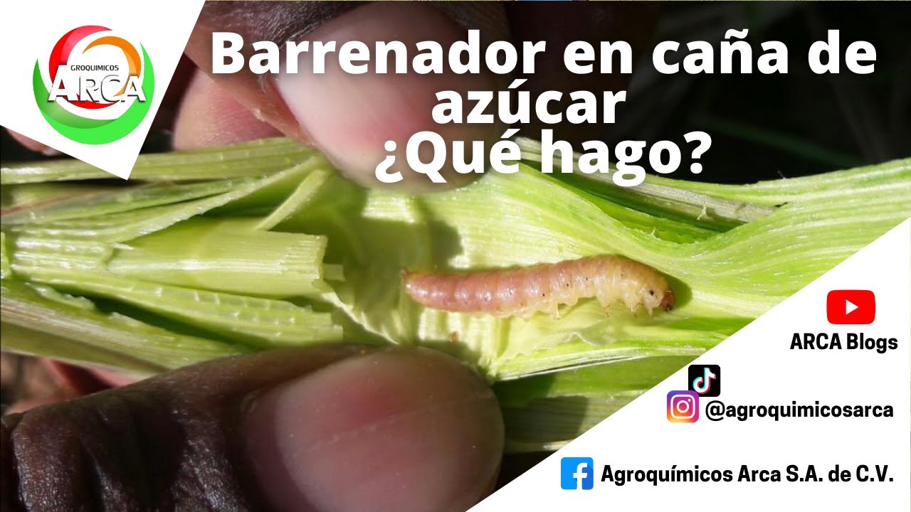 Manejo del Barrenador de la Caña de Azúcar || TIP´S || ARCA Blogs