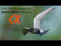 My tips to film and photograph the fascinating Black terns