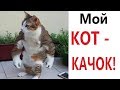 Лютые приколы. МОЙ КОТ - КАЧОК!!! Самое смешное видео! РЖАКА ДО слёз – Domi Show