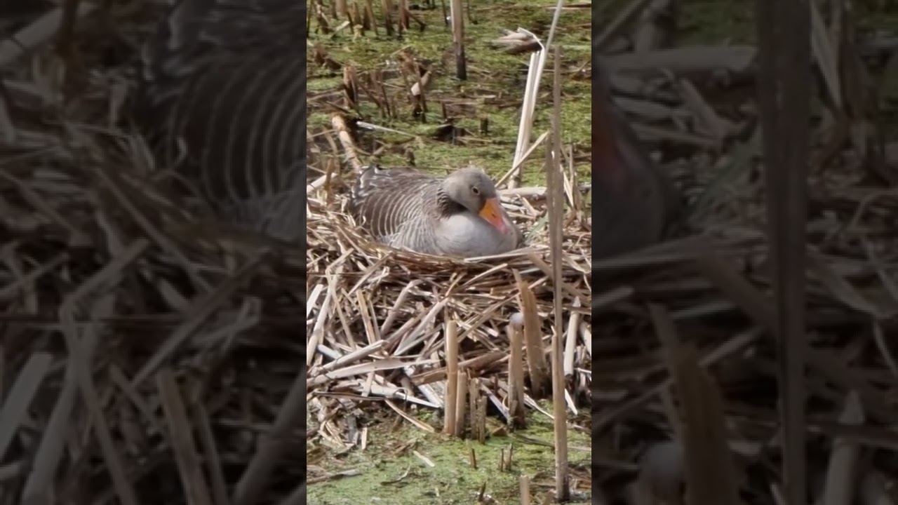 Nesting Goose on a castle mote in England