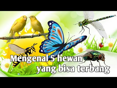 Mengenal 5 hewan yang bisa terbang