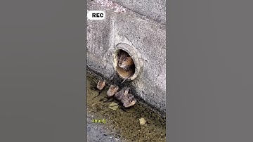 Dễ Thương: Chuột Lang Nước Dạy Con Xếp Hàng Ngay Ngắn 😍🐹 #capybara #chuotlang #viralvideo