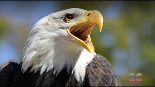 Celebrity Two Suspected Illegal Immigrants Killed a Bald Eagle for Dinner Net Worth