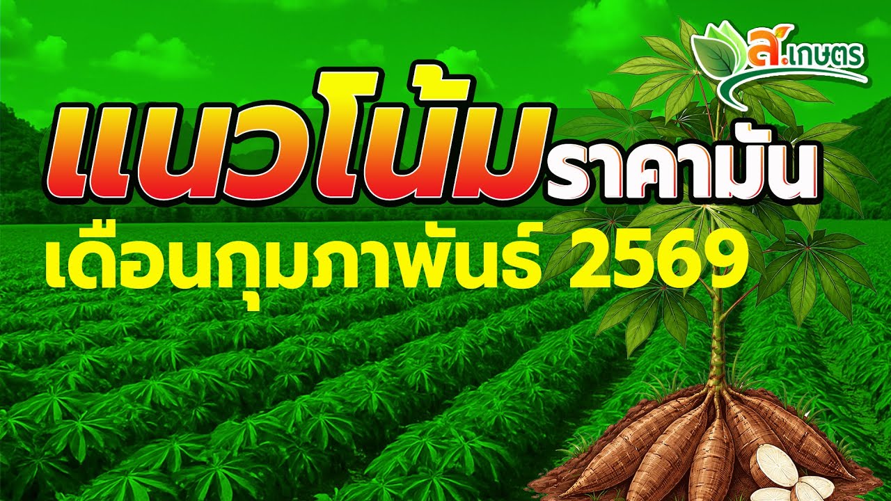 แนวโน้มราคามันเดือนกุมภาพันธ์ 2569