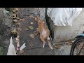 小道を歩いていたら猫がひっくり返っていた
