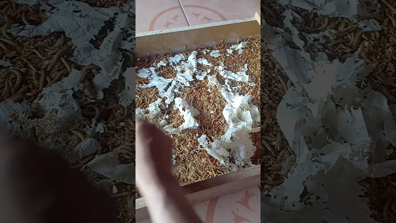 Cara Ternak Ulat Hongkong Pemula 