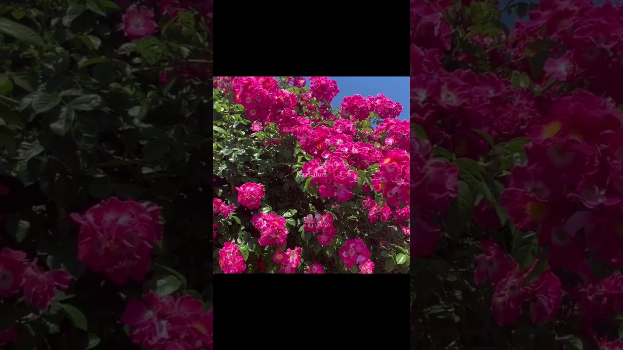 Jeene ka matalab keh diya 