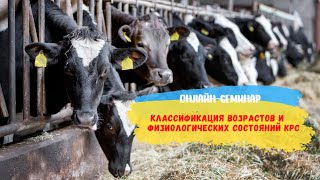 картинка: Классификация возрастов и физиологических состояний КРС.