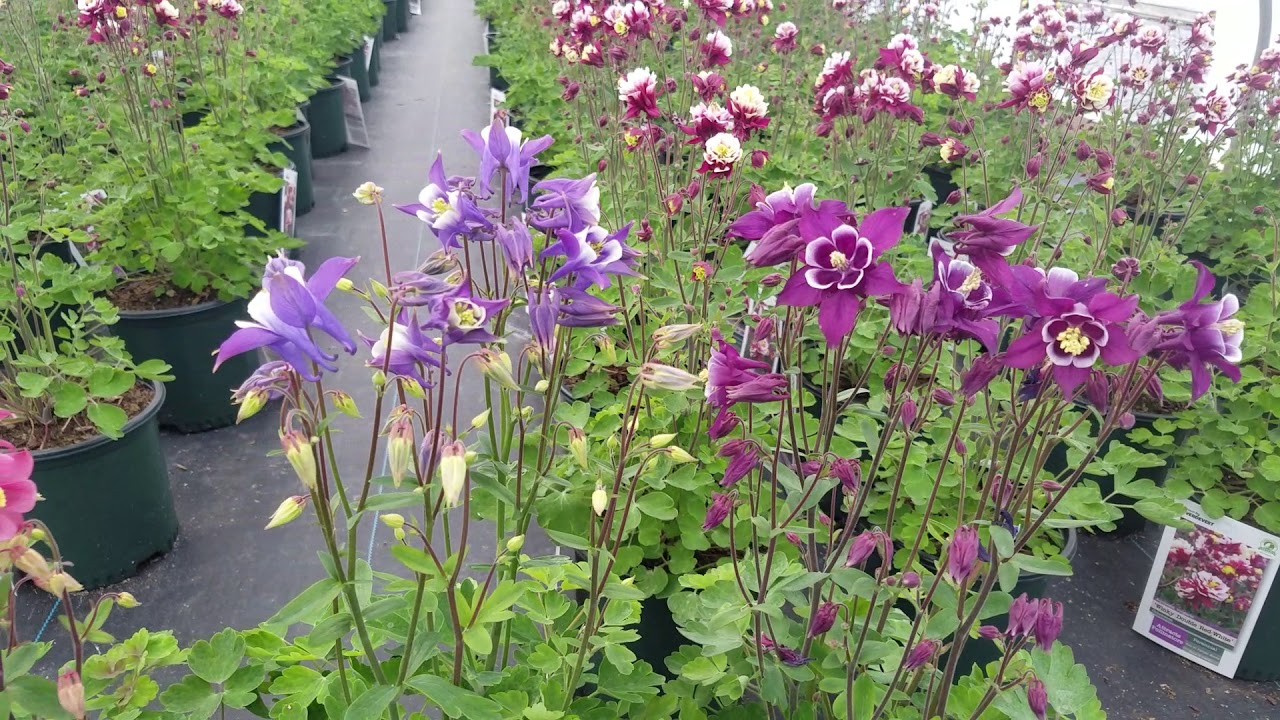 Aquilegia Winky Series  (Columbine) // 4 varieties with Outstandingly BEAUTIFUL Spring COLOR