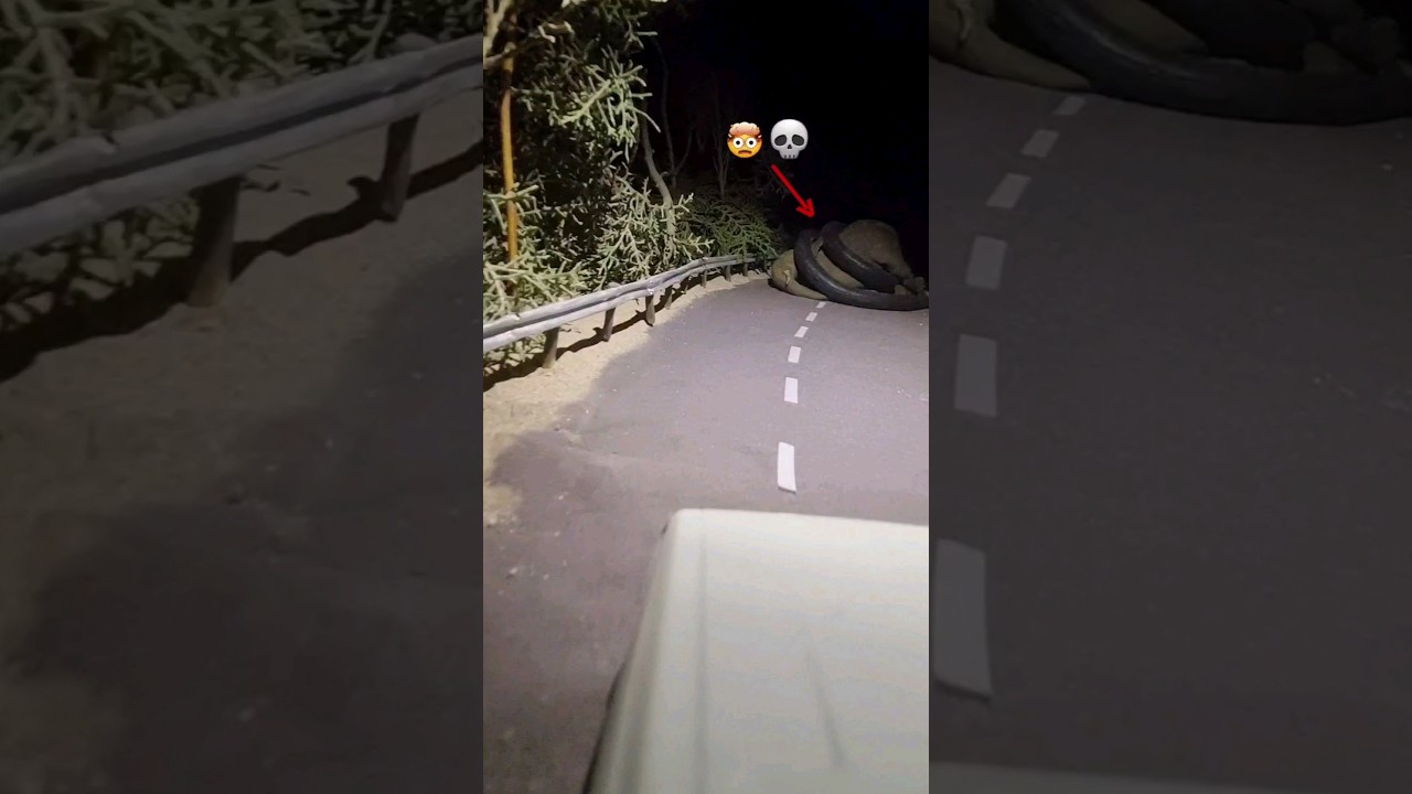 giant snake hunted an elephant 