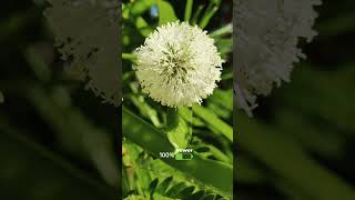 my photographs #shortsfeed #music #ভাইরাল #2025