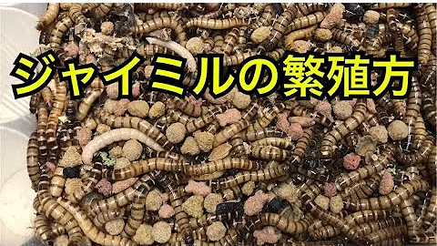 ミルワームがいる場所