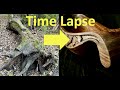 Hand carved walnut wooden bowl time lapse asmr