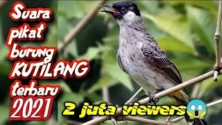 SUARA PIKAT BURUNG KUTILANG Terbaru | bird trap