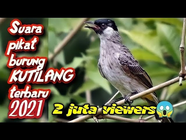 SUARA PIKAT BURUNG KUTILANG Terbaru | bird trap class=