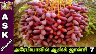 மதினா பேரிச்சம்பழ தோட்டமும் மார்க்கெட்டும் Buying Dates in Madina | ASK Jhansi