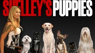 Shelley's Puppies - Dina - FM99 WNOR