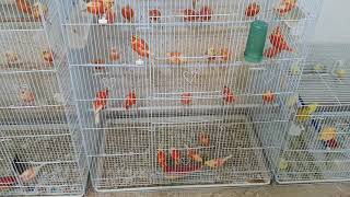 les canaris de couleurs à facteur rouge