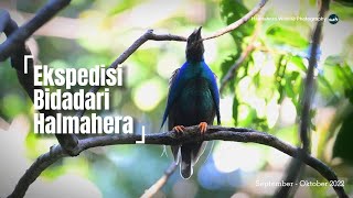 Ekspedisi Bidadari Halmahera di Taman Nasional Aketajawe Lolobata - Halmahera Wildlife Photography