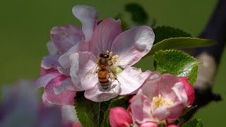 Bees in Slow Motion Pollinating Apple Blossoms • Beautiful Bee Video & Sound in Flowering Apple Tree Honeybee Pollinating Apple Blossom