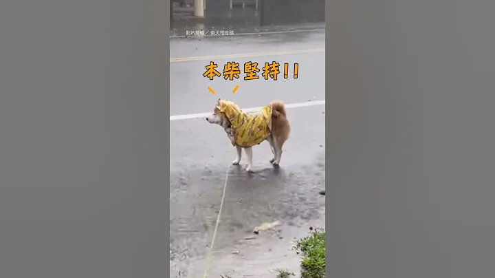 【本柴就是任性】颱風天下大雨 柴柴堅持雨中上廁所｜柴犬｜颱風｜狗狗｜寵物 - 天天要聞