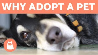 Why to Adopt a Pet and Not Buy  5 REASONS