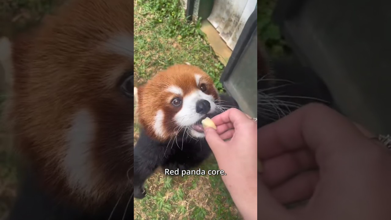 Red panda core. 🐼🏮 