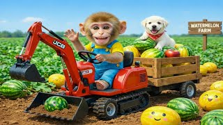 Monkey Sisi Drives Jcb Tractor To Harvest Watermelons & Rescues Trapped Puppy Epic Farm Adventure