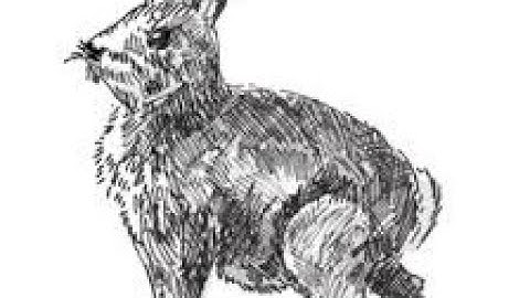 Year of the Rabbit {Tryhackme} walkthrough | detailed